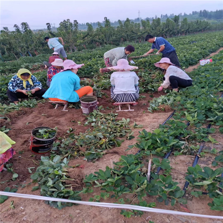 红玫瑰草莓苗价格、红玫瑰草莓苗新品种