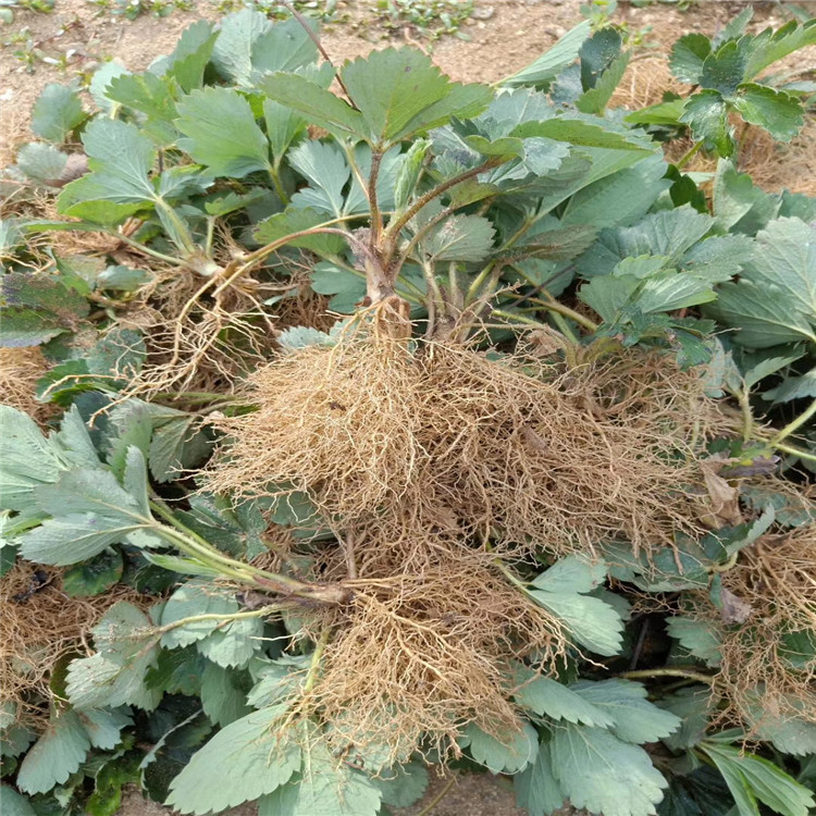 王子草莓苗出售、王子草莓苗價格