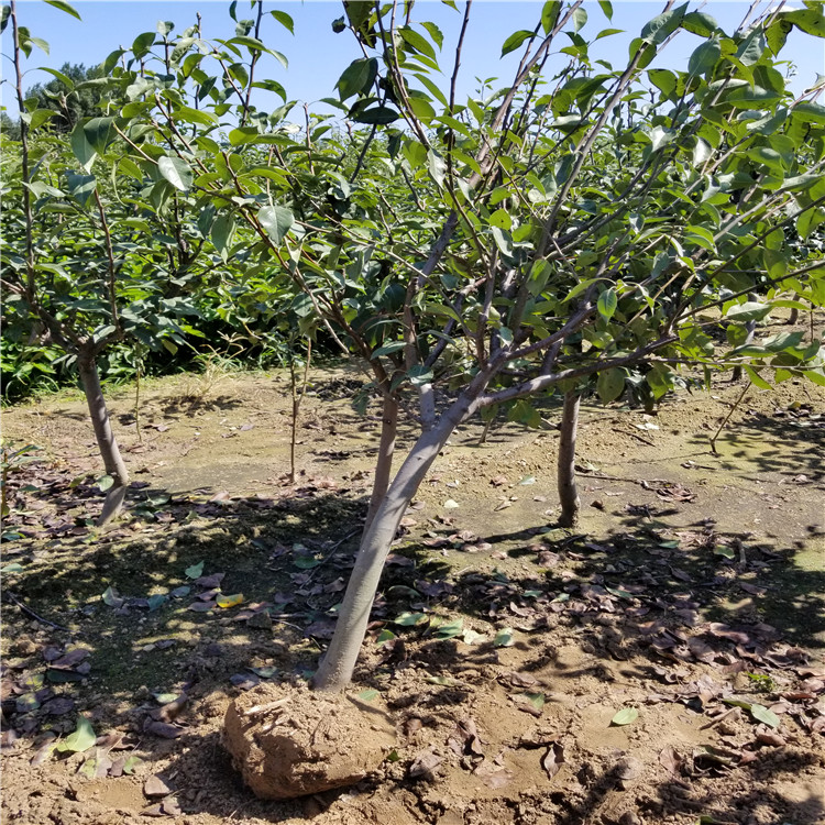 香水梨树苗出售、香水梨树苗价格