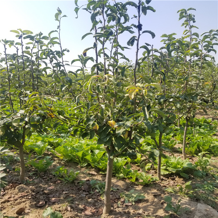 夏玉梨苗、夏玉梨苗价格