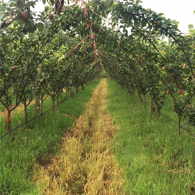 七月酥梨树苗新品种、七月酥梨树苗价格及基地
