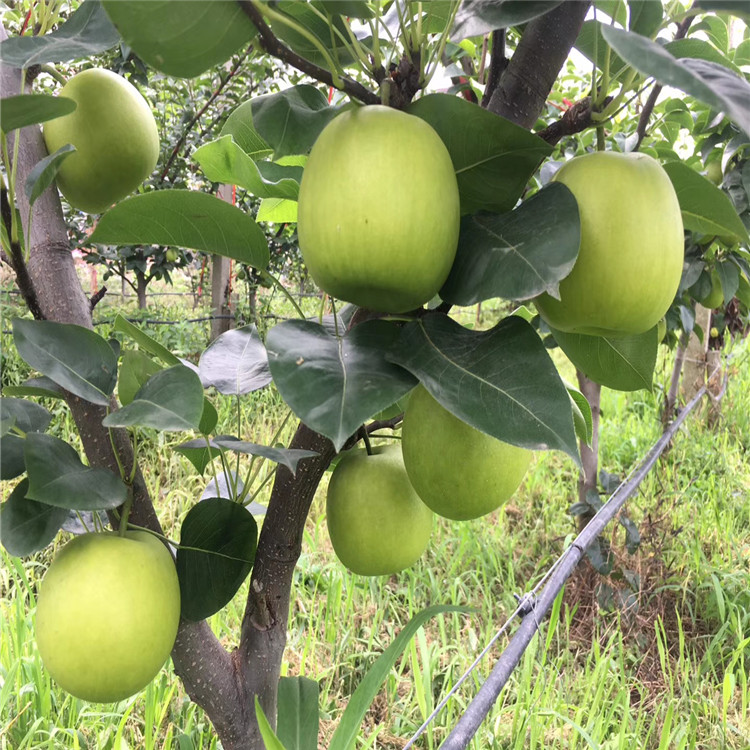 出售2公分梨樹(shù)苗、出售2公分梨樹(shù)苗基地