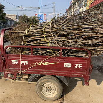 愛(ài)甘水梨苗新品種、愛(ài)甘水梨苗價(jià)格及基地