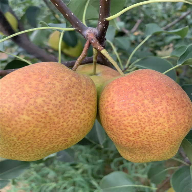 幸水梨樹苗、幸水梨樹苗價(jià)錢