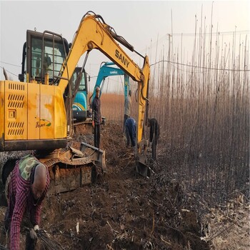 早生喜水梨苗、早生喜水梨苗批发基地