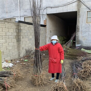 批发红安久梨苗、红安久梨苗基地