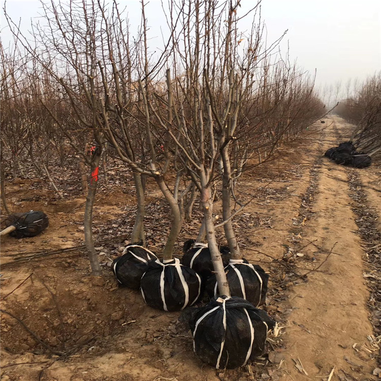 红酥脆梨苗批发、红酥脆梨苗价格及基地