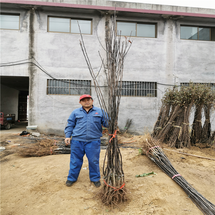 红啤梨树苗、红啤梨树苗基地