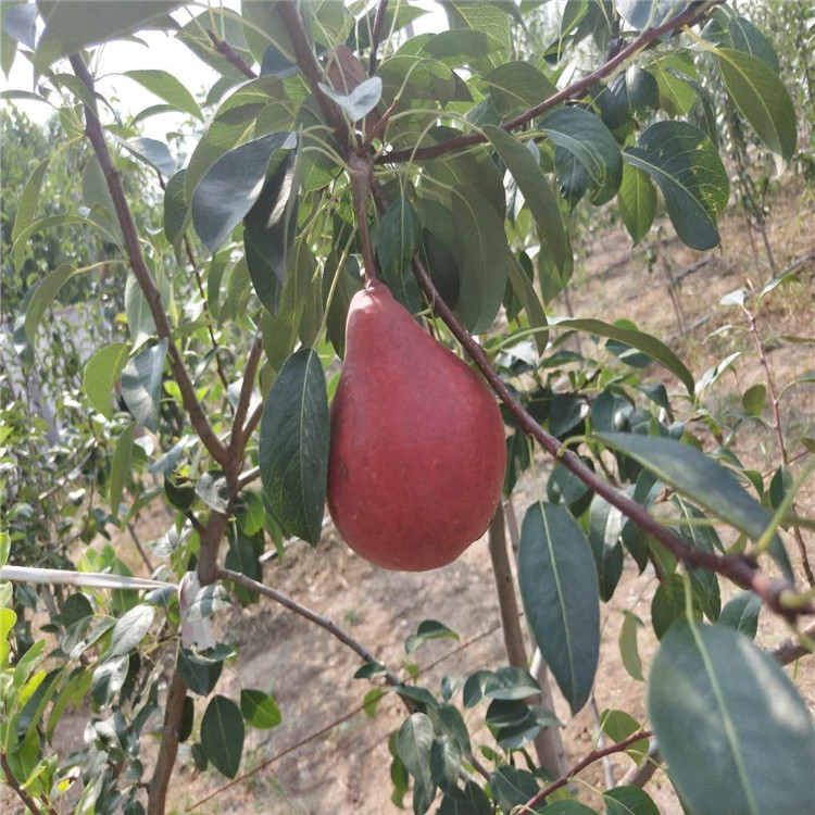 红啤梨树苗出售、红啤梨树苗基地