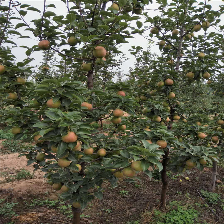 山东红香梨苗、红香梨苗基地