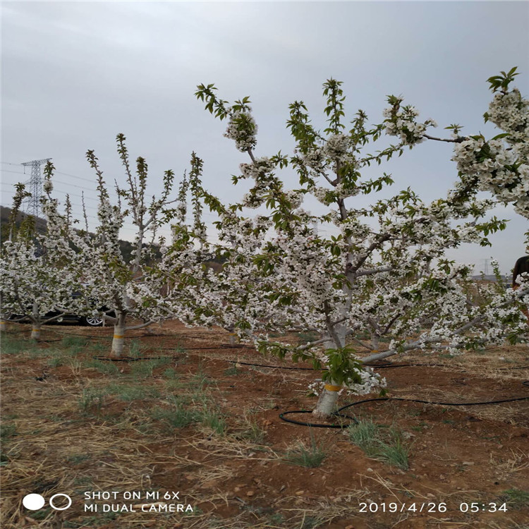 批發(fā)吉塞拉12號(hào)、吉塞拉12號(hào)基地