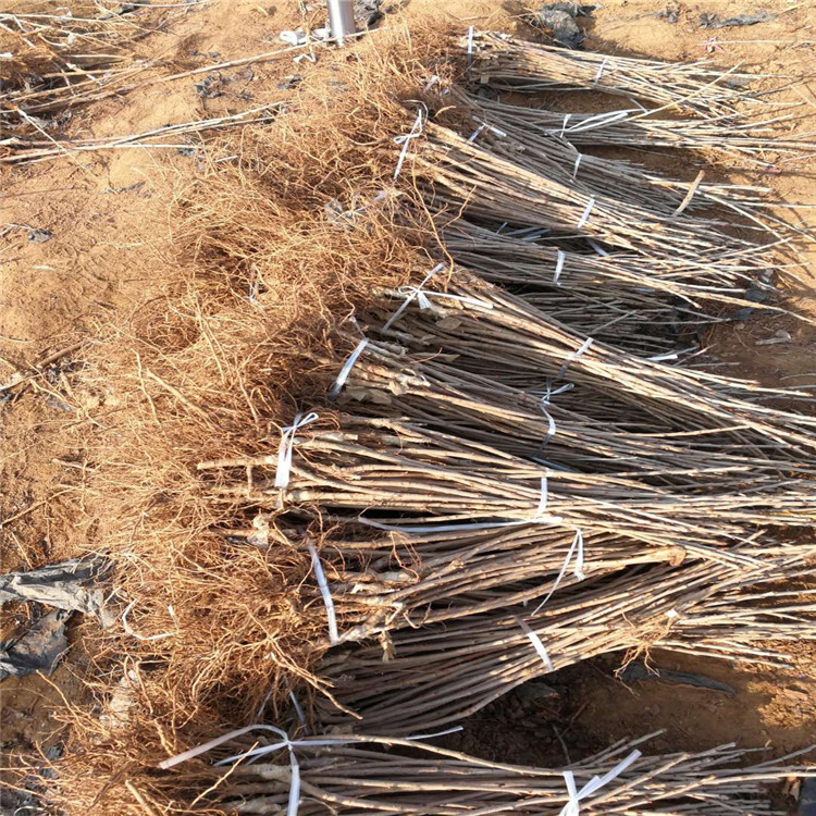 吉塞拉12號價格、吉塞拉12號基地