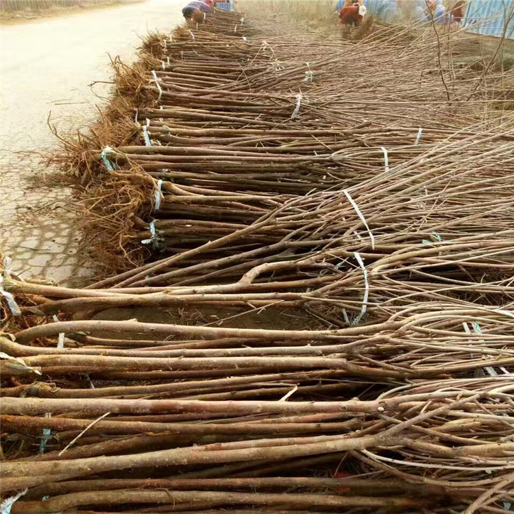 吉塞拉12號價格、吉塞拉12號基地