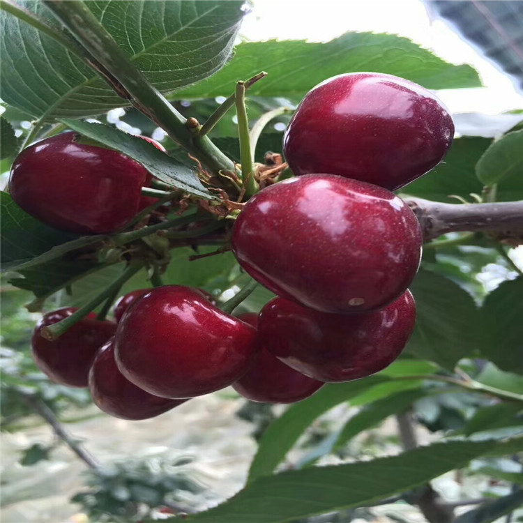 吉塞拉12號價格、吉塞拉12號基地