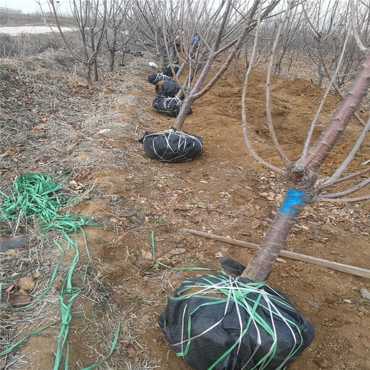吉塞拉12號價格、吉塞拉12號基地