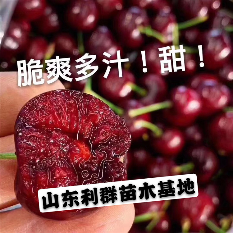 車(chē)?yán)遄訕?shù)苗報(bào)價(jià)、車(chē)?yán)遄訕?shù)苗價(jià)格及報(bào)價(jià)