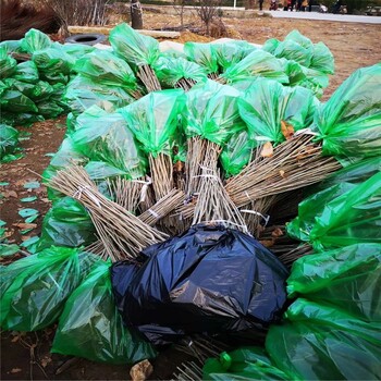 大红袍板栗苗价格、大红袍板栗苗报价