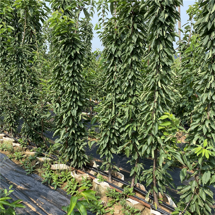 批發(fā)吉塞拉12號、批發(fā)吉塞拉12號價格及基地