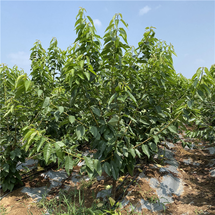 矮化蘭丁2號(hào)、矮化蘭丁2號(hào)價(jià)格