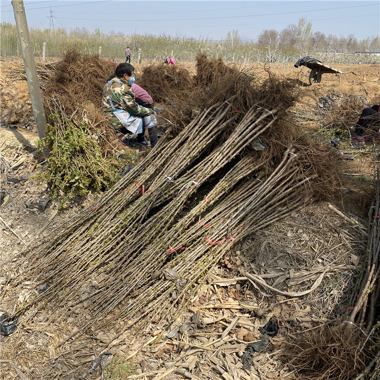 美国车厘子树苗出售基地、美国车厘子树苗价格及报价