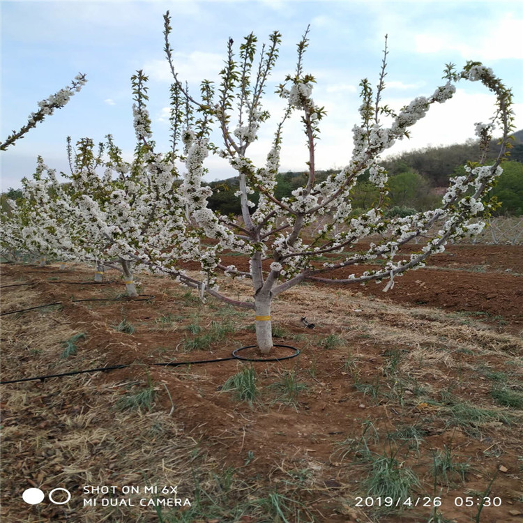 新品种一根棍大樱桃树