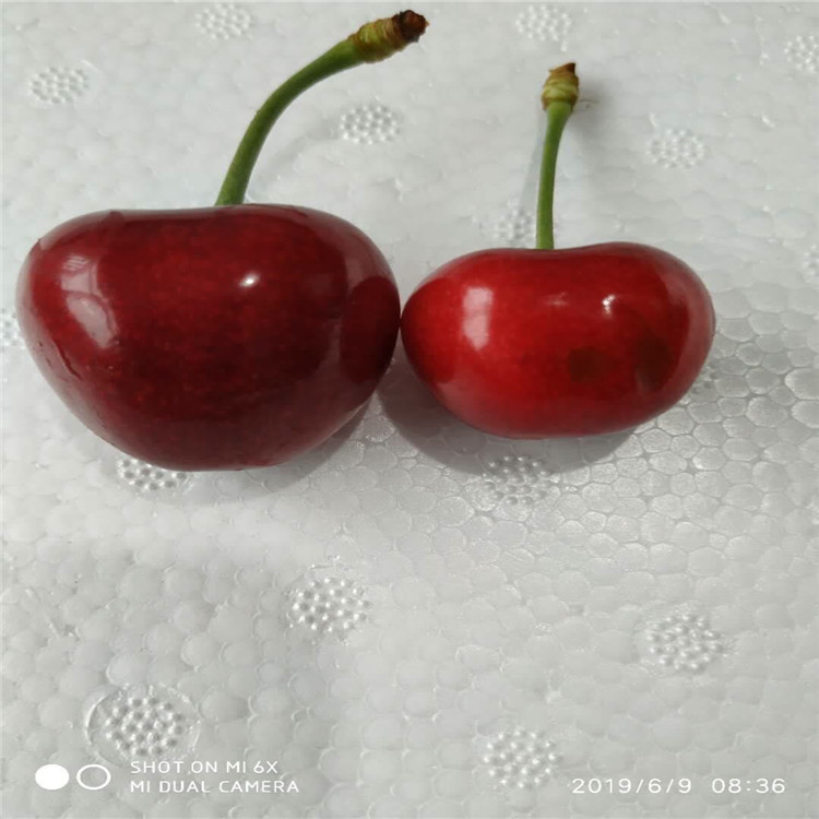 出售車(chē)?yán)遄訕?shù)苗、出售車(chē)?yán)遄訕?shù)苗基地
