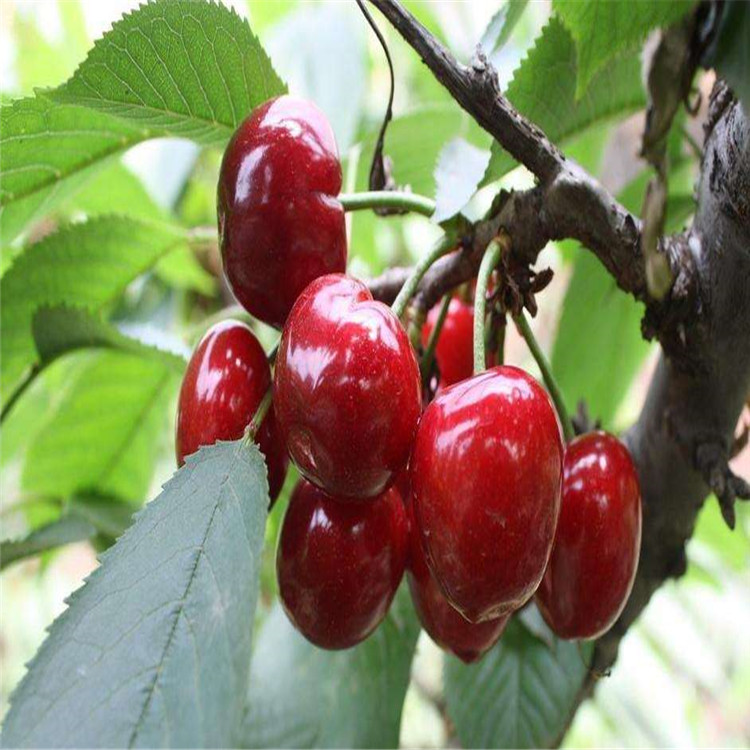 矮化蘭丁2號(hào)、矮化蘭丁2號(hào)價(jià)格