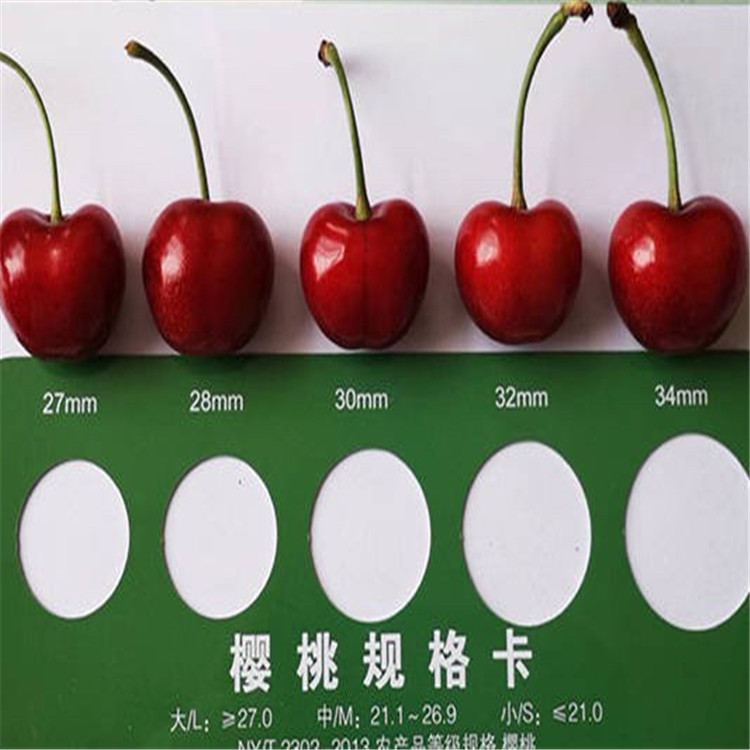 矮化蘭丁2號(hào)、矮化蘭丁2號(hào)價(jià)格