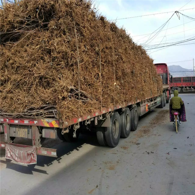 美國(guó)車?yán)遄訕?shù)苗價(jià)格、山東美國(guó)車?yán)遄訕?shù)苗
