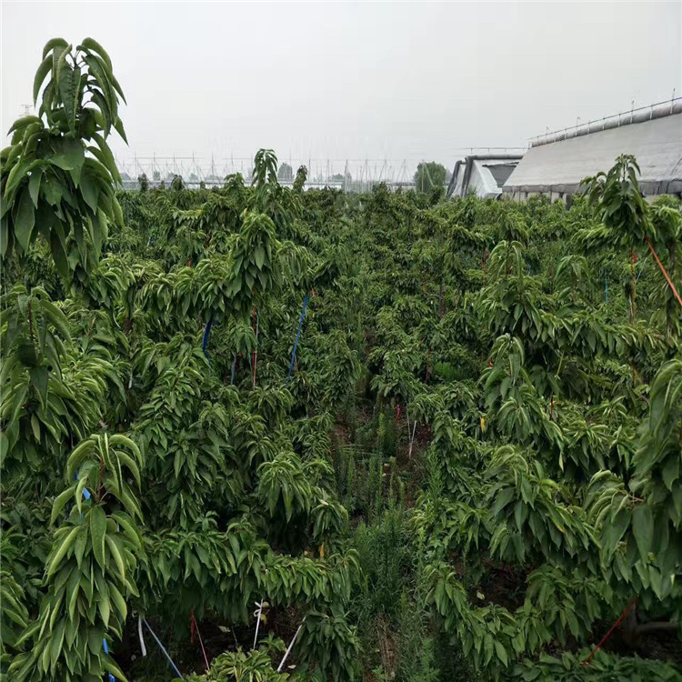 吉塞拉6號(hào)批發(fā)、吉塞拉6號(hào)基地