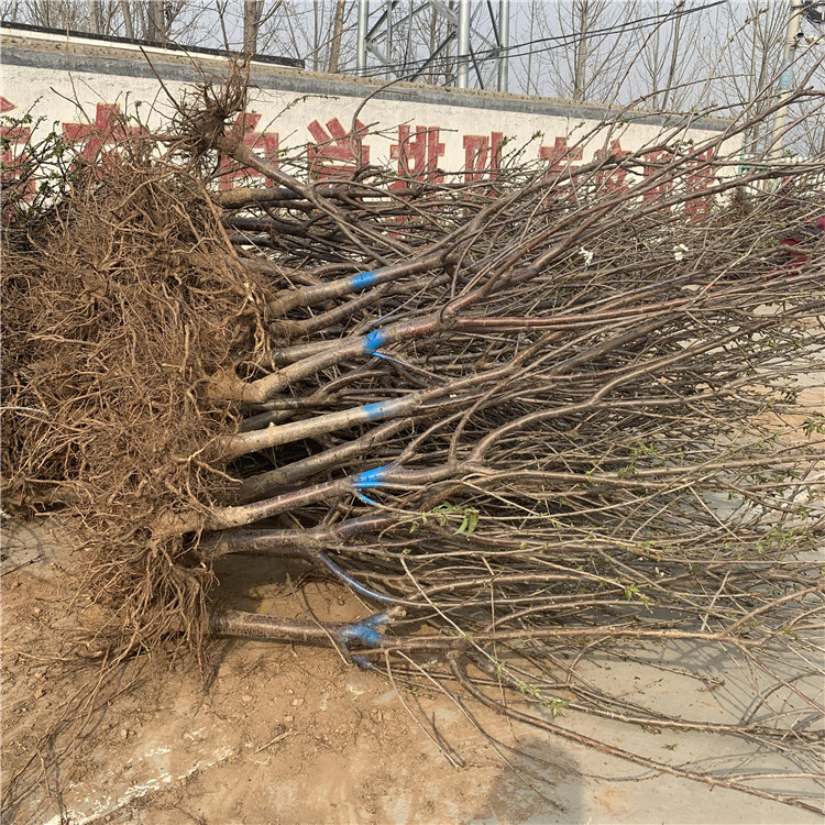 美國車?yán)遄訕涿鐖髢r、美國車?yán)遄訕涿鐑r格及基地