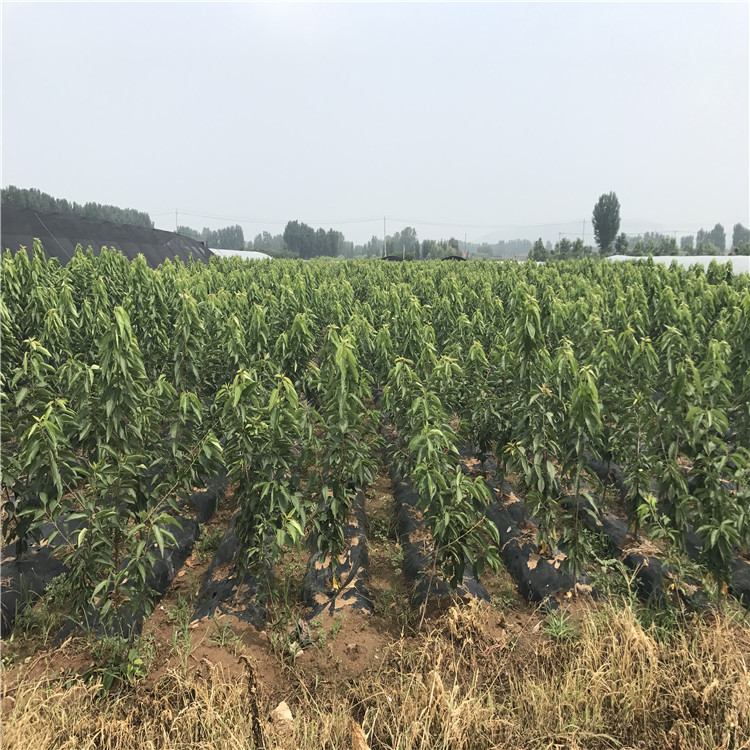 山東蘭丁2號、蘭丁2號基地
