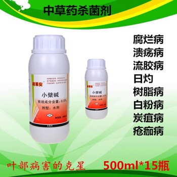 芒果角斑病真的無藥可救嗎？中藥殺菌劑靚果安效果好