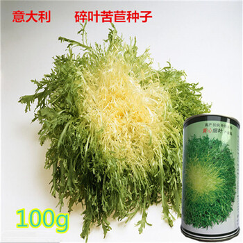 意大利黃心苦苣種子可四季播碎葉苦菊陽(yáng)臺(tái)蔬菜基地100克