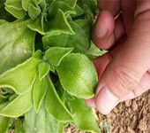冰菜种子非洲冰草特种蔬菜济南冰菜种子批发日本武藏野冰菜种子