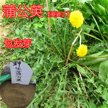 新采大葉蒲公英種子保健野菜特菜食用多年生婆婆丁種子