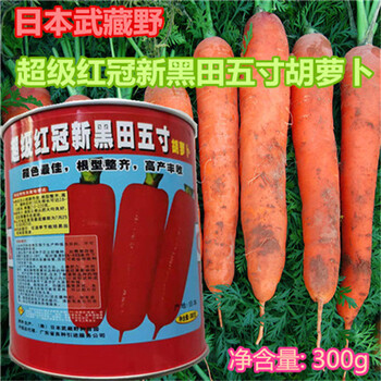 红冠黑田胡萝卜种子武藏野耐热夏季可种超级五寸秋季四季播300g