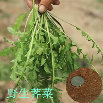 荠荠菜种子保健野菜小叶荠菜种子阳台蔬菜四季可种面条菜种子