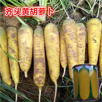 齊頭黃胡蘿卜種子脆甜水果黃色胡蘿卜種籽菜園露天蔬菜種子100克