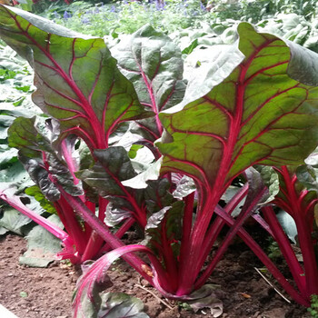 金葉甜菜種子觀賞食用黃甜菜種子特菜種子蔬菜種子黃色甜葉