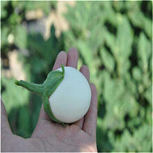 綠長茄種子綠圓茄種子白罐茄種子白長茄種子圖片