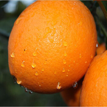 江西赣南脐橙纽荷尔脐橙新鲜时令水果整箱批发脐橙