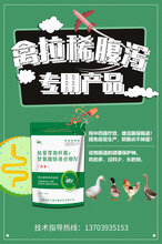 肠康;禽大肠杆菌的治疗方案:禽大肠杆菌病特效药,肉鸡大肠杆菌特效药图片