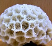珊瑚类饰品在云南免费鉴定，真品出手