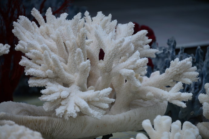 海珊瑚