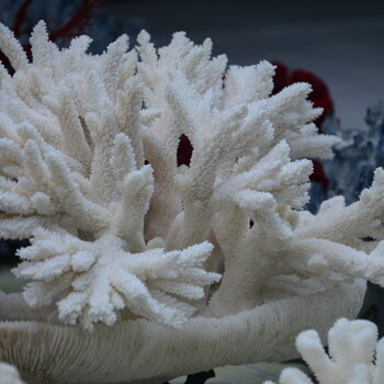 珊瑚雕刻，古珊瑚这一类在云南免费鉴定，真品出手