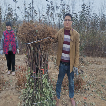 早熟苹果树苗山东鲁丽苹果苗基地结果早抗病性强