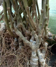 周至金桃猕猴桃树苗,30年培育经验,欢迎电话详询!图片