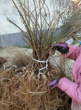 基地培育东红猕猴桃树苗丰产型,欢迎电话详询!图片