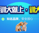 上海训犬学校在哪里-专业的狗狗训练基地-派多格寄训中心图片